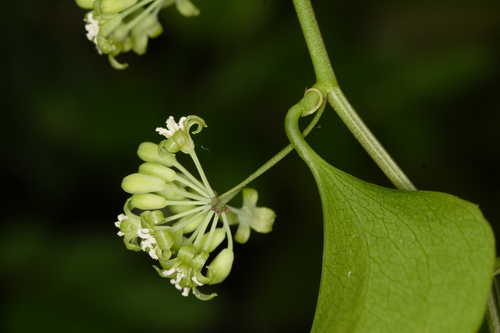 Smilax rotundifolia #1